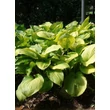 Kép 2/5 - Hosta 'Sum and Substance' – Árnyékliliom