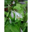 Kép 4/5 - Hosta 'Sum and Substance' – Árnyékliliom
