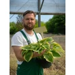 Kép 2/5 - Hosta 'Wide Brim' - Árnyékliliom