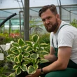 Kép 3/5 - Hosta 'Wide Brim' - Árnyékliliom