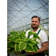 Kép 5/5 - Hosta 'Wide Brim' - Árnyékliliom