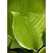 Kép 2/3 - Hosta 'Winter Snow' – Árnyékliliom - képek rendelés vásárlás a Megyeri Szabolcs Kertészeti webáruházban.
