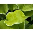 Kép 3/3 - Hosta 'Winter Snow' – Árnyékliliom - képek rendelés vásárlás a Megyeri Szabolcs Kertészeti webáruházban.