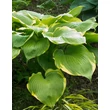 Kép 1/3 - Hosta 'Winter Snow' – Árnyékliliom