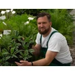 Kép 2/2 - Hosta 'Wolverine' - Árnyékliliom