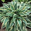 Kép 1/2 - Hosta 'Wolverine' - Árnyékliliom