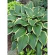 Kép 1/5 - Hosta 'Yellow River' – Árnyékliliom