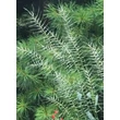 Kép 3/5 - Hystrix patula – Bizarrfű
