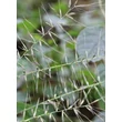 Kép 5/5 - Hystrix patula – Bizarrfű