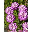 Kép 3/4 - Iberis sempervirens 'Amethyst' – Örökzöld tatárvirág
