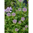 Kép 2/4 - Iberis sempervirens 'Amethyst' – Örökzöld tatárvirág