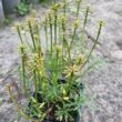 Iberis sempervirens 'Gracilis Nana' - Örökzöld tatárvirág