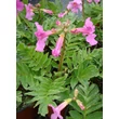 Kép 2/3 - Incarvillea delavayi – Jünnani tölcsérgyökér