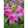 Kép 3/3 - Incarvillea delavayi – Jünnani tölcsérgyökér