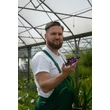 Kép 2/2 - Iris ensata Dinner Plate ® 'Blueberry Pie' – Vízparti nőszirom