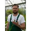 Kép 2/2 - Iris ensata 'Lady In Waiting' – Vízparti nőszirom