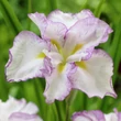 Kép 1/2 - Iris ensata 'Lady In Waiting' – Vízparti nőszirom