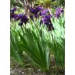 Iris germanica - lila