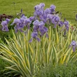 Kép 1/2 - Iris pallida 'Variegata' – Tarka dalmát nőszirom