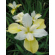 Kép 1/4 - Iris sibirica 'Butter and Sugar' - Szibériai nőszirom (fehér-sárga)