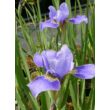 Kép 3/4 - Iris sibirica 'Silver Edge' – Szibériai nőszirom