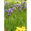 Kép 2/4 - Iris sibirica 'Silver Edge' – Szibériai nőszirom