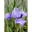 Kép 1/4 - Iris sibirica 'Silver Edge' – Szibériai nőszirom