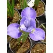 Kép 4/4 - Iris sibirica 'Silver Edge' – Szibériai nőszirom