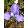 Kép 4/4 - Iris sibirica 'Silver Edge' – Szibériai nőszirom