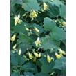 Kép 1/3 - Kirengeshoma palmata - Juharcsengő