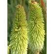 Kép 1/3 - Kniphofia 'Green Jade' – Fáklyaliliom