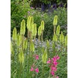 Kép 2/3 - Kniphofia 'Green Jade' – Fáklyaliliom