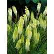 Kép 3/3 - Kniphofia 'Green Jade' – Fáklyaliliom