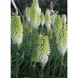 Kép 4/4 - Kniphofia 'Ice Queen' – Fáklyaliliom habitusa