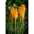 Kép 3/6 - Kniphofia 'Orange Vanilla Popsicle'® – Fáklyaliliom