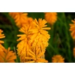 Kép 4/6 - Kniphofia 'Orange Vanilla Popsicle'® – Fáklyaliliom
