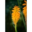 Kép 5/6 - Kniphofia 'Orange Vanilla Popsicle'® – Fáklyaliliom