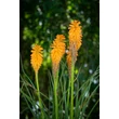 Kép 6/6 - Kniphofia 'Orange Vanilla Popsicle'® – Fáklyaliliom
