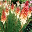 Kép 1/6 - Kniphofia 'Orange Vanilla Popsicle'® – Fáklyaliliom