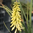 Kép 1/4 - Kniphofia 'Pineapple Popsicle' – Fáklyaliliom