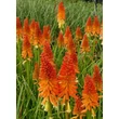 Kép 4/4 - Kniphofia 'Pyromania Backdraft' – Fáklyaliliom