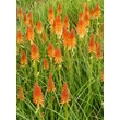 Kép 2/4 - Kniphofia 'Pyromania Backdraft' – Fáklyaliliom
