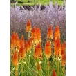 Kép 3/4 - Kniphofia 'Pyromania Backdraft' – Fáklyaliliom