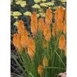 Kép 3/5 - Kniphofia 'Pyromania Orange Blaze' – Fáklyaliliom
