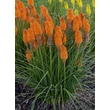 Kép 1/5 - Kniphofia 'Pyromania Orange Blaze' – Fáklyaliliom