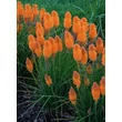 Kép 2/5 - Kniphofia 'Pyromania Orange Blaze' – Fáklyaliliom