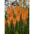 Kép 4/5 - Kniphofia 'Pyromania Orange Blaze' – Fáklyaliliom