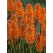 Kép 5/5 - Kniphofia 'Pyromania Orange Blaze' – Fáklyaliliom
