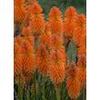 Kép 5/5 - Kniphofia 'Pyromania Orange Blaze' – Fáklyaliliom
