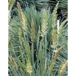 Kép 1/2 - Koeleria glauca - Deres fényperje